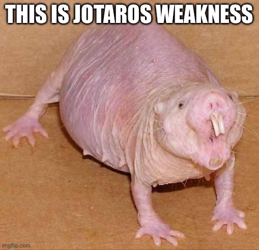 naked mole rat | THIS IS JOTAROS WEAKNESS | image tagged in naked mole rat | made w/ Imgflip meme maker