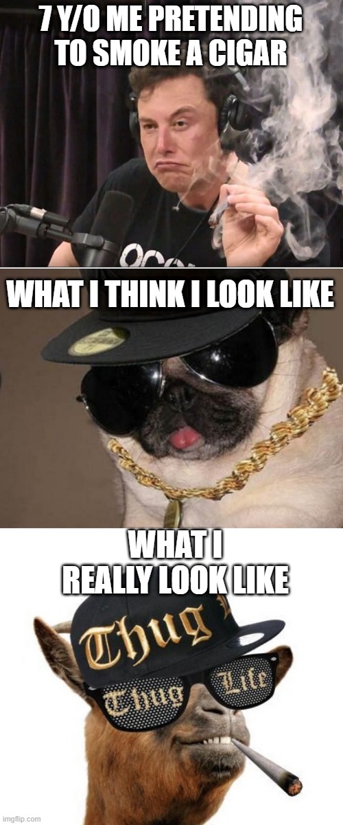 7 Y/O ME PRETENDING TO SMOKE A CIGAR; WHAT I THINK I LOOK LIKE; WHAT I REALLY LOOK LIKE | image tagged in elon musk smoking a joint,gangster pug,thug life camel | made w/ Imgflip meme maker