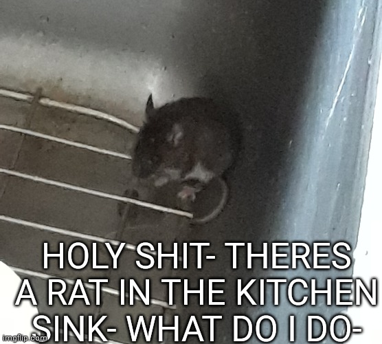 AAAAAAAAAAA IS IT WRONG TO SAY ITS CUTE- | HOLY SHIT- THERES A RAT IN THE KITCHEN SINK- WHAT DO I DO- | made w/ Imgflip meme maker