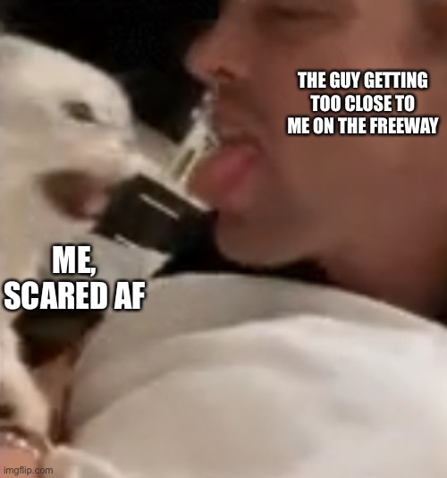 Cat | THE GUY GETTING TOO CLOSE TO ME ON THE FREEWAY; ME, SCARED AF | image tagged in cat | made w/ Imgflip meme maker