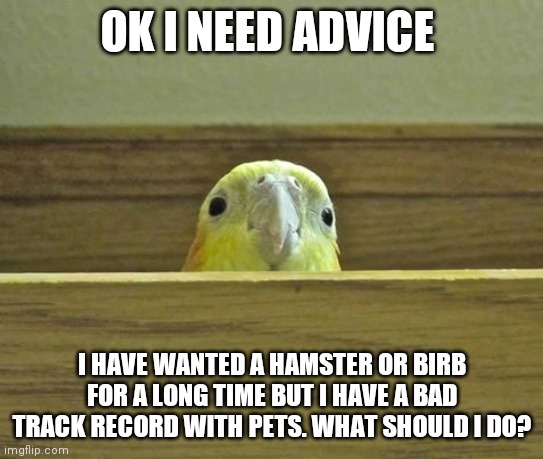 She is even denying sea monkeys | OK I NEED ADVICE; I HAVE WANTED A HAMSTER OR BIRB FOR A LONG TIME BUT I HAVE A BAD TRACK RECORD WITH PETS. WHAT SHOULD I DO? | image tagged in the birb | made w/ Imgflip meme maker