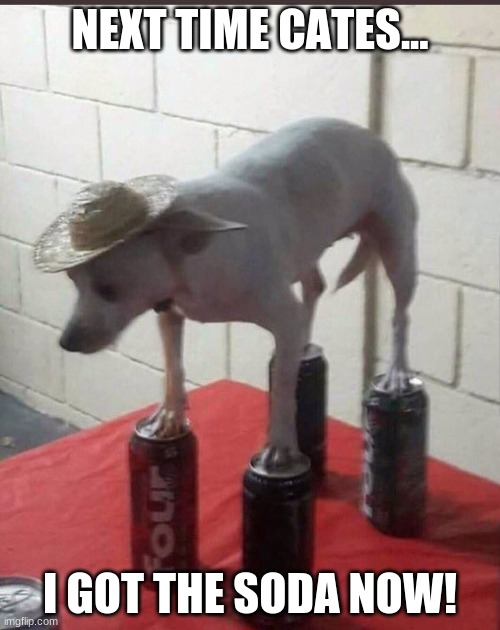 Chihuahua on beer cans | NEXT TIME CATES... I GOT THE SODA NOW! | image tagged in chihuahua on beer cans,next time cates | made w/ Imgflip meme maker