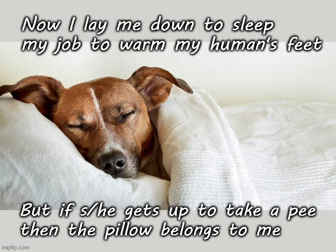 Dogs in your bed | Now I lay me down to sleep
my job to warm my human's feet; But if s/he gets up to take a pee
then the pillow belongs to me | image tagged in canine fun | made w/ Imgflip meme maker
