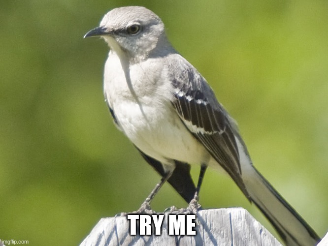 MOCKINGBIRD | TRY ME | image tagged in mockingbird | made w/ Imgflip meme maker