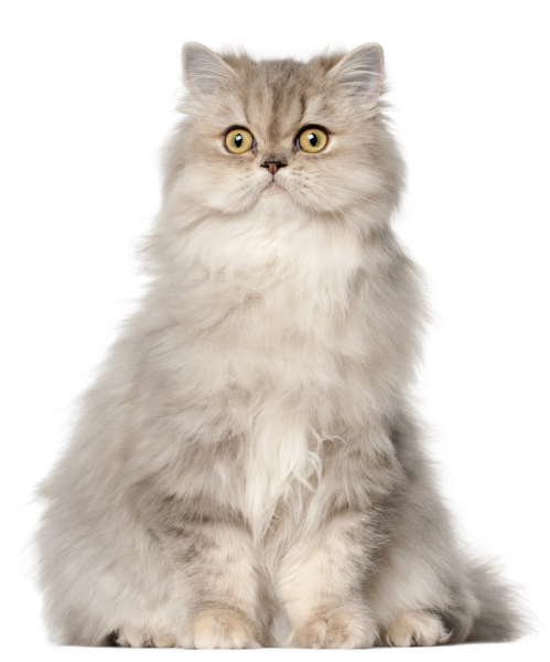 High Quality Persian Cat - light grey Blank Meme Template