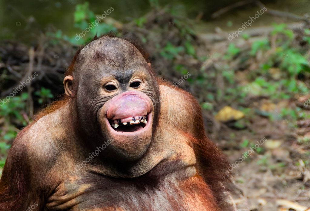 High Quality Smiling Orangutan Blank Meme Template