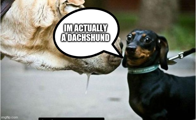 Scared Chihuahua | IM ACTUALLY A DACHSHUND | image tagged in scared dachshund | made w/ Imgflip meme maker