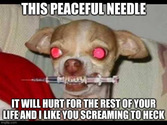 Peaceful chihuahua  | THIS PEACEFUL NEEDLE; IT WILL HURT FOR THE REST OF YOUR LIFE AND I LIKE YOU SCREAMING TO HECK | image tagged in peaceful chihuahua | made w/ Imgflip meme maker