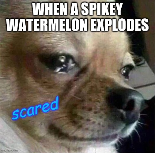 crying chihuahua | WHEN A SPIKEY WATERMELON EXPLODES; scared | image tagged in crying chihuahua | made w/ Imgflip meme maker