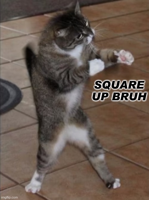 Square up cat | image tagged in square up cat | made w/ Imgflip meme maker