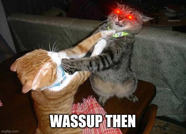 Two cats fighting for real | WASSUP THEN | image tagged in two cats fighting for real | made w/ Imgflip meme maker