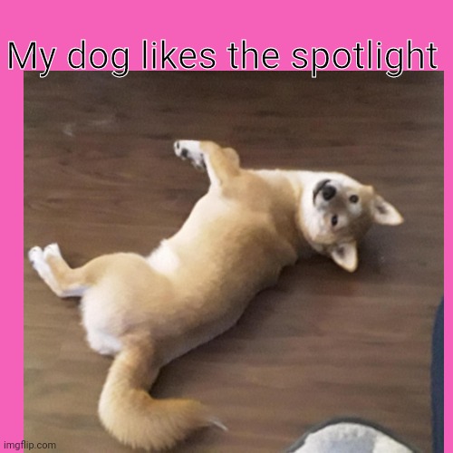 Not the best but oh well | My dog likes the spotlight | made w/ Imgflip meme maker