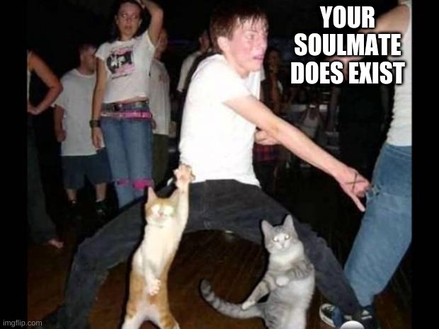 Nan | YOUR SOULMATE DOES EXIST | image tagged in party hard cat | made w/ Imgflip meme maker