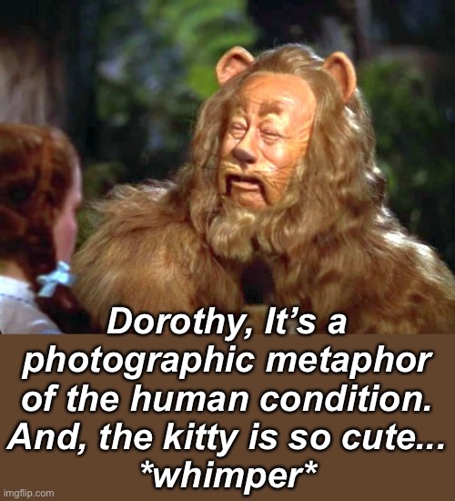 Dorothy, It’s a photographic metaphor of the human condition.
And, the kitty is so cute...
*whimper* | made w/ Imgflip meme maker