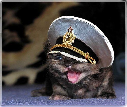 image tagged in cats,animals