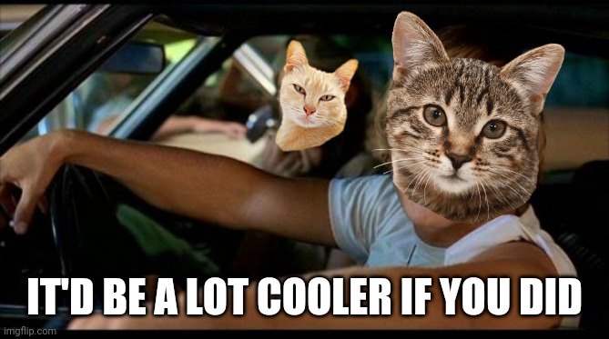 When you tell your cats you don't have any more catnip | IT'D BE A LOT COOLER IF YOU DID | image tagged in it'd be a lot cooler if you did,cats,cool cat,catnip,pets,oh the humanity | made w/ Imgflip meme maker