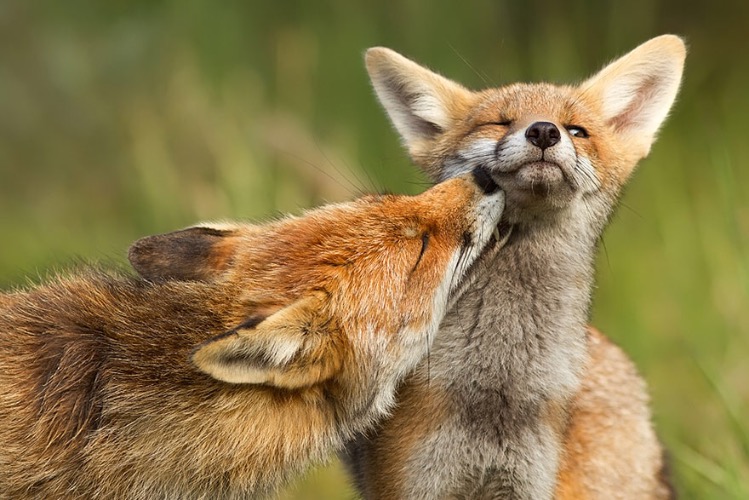 Sly Fox. Image credit: Roeselien Raimond | image tagged in awesome,pics,photography | made w/ Imgflip meme maker