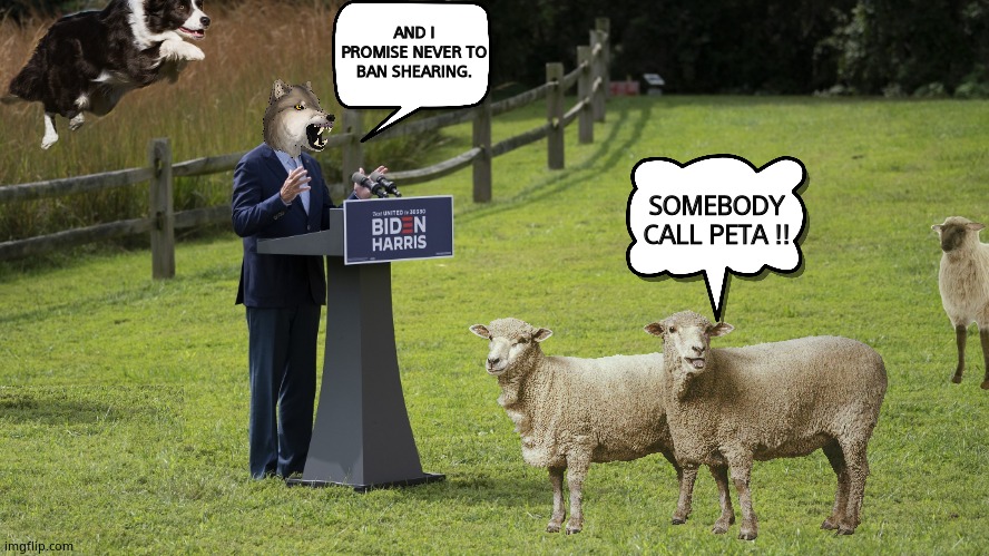 Farmer Joe | AND I PROMISE NEVER TO BAN SHEARING. SOMEBODY CALL PETA !! | image tagged in joe biden in a field,farm animals,border collie,sheep,memes,political meme | made w/ Imgflip meme maker