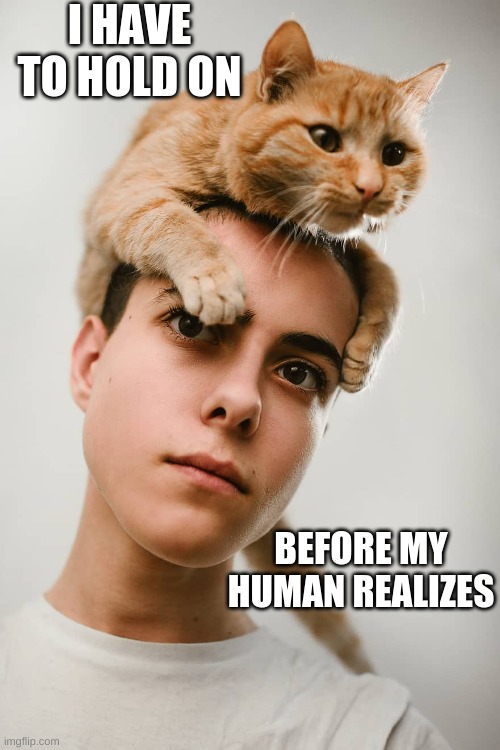 Cat on person | I HAVE TO HOLD ON; BEFORE MY HUMAN REALIZES | image tagged in cats | made w/ Imgflip meme maker