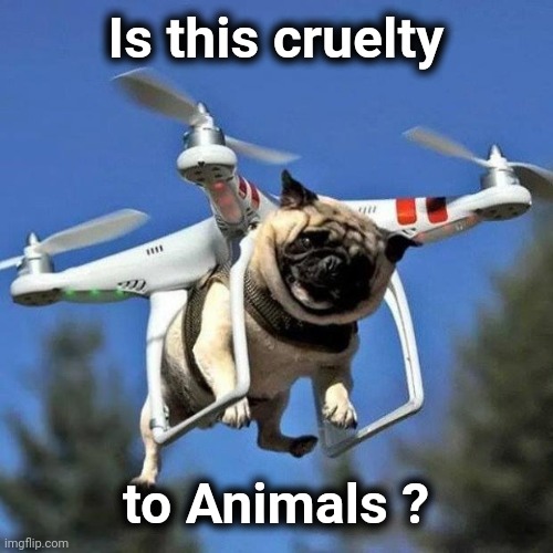 Bird doo isn't bad enough |  Is this cruelty; to Animals ? | image tagged in flying pug,look out,below,listen here you little shit bird | made w/ Imgflip meme maker