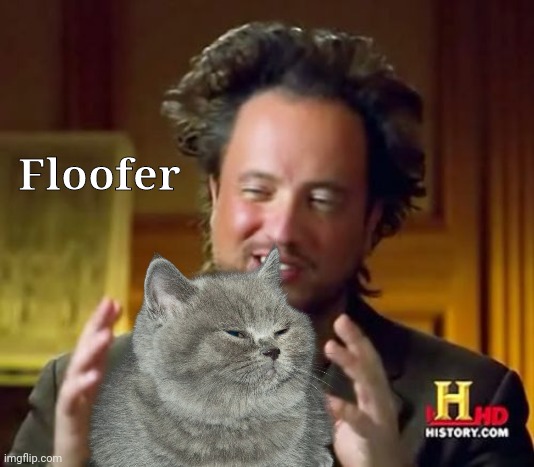 Floofer | Floofer | image tagged in cat,cute,cute cat,fluffy | made w/ Imgflip meme maker