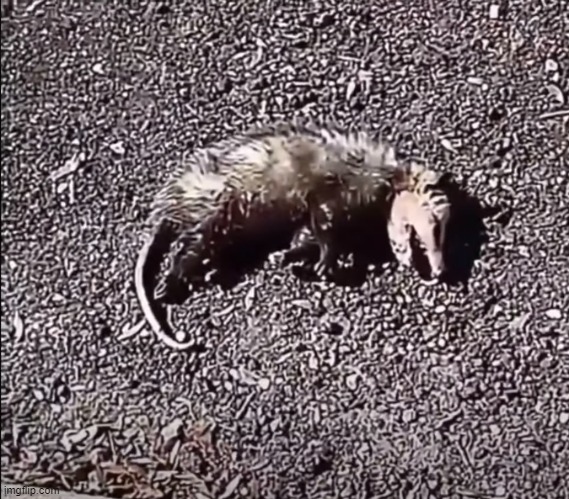 possum | image tagged in death,dead,unfunny | made w/ Imgflip meme maker