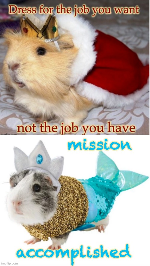 A guinea pig can grow up to be anything it sets its mind on, right? |  mission; accomplished | image tagged in guinea pig,pretend,costume | made w/ Imgflip meme maker