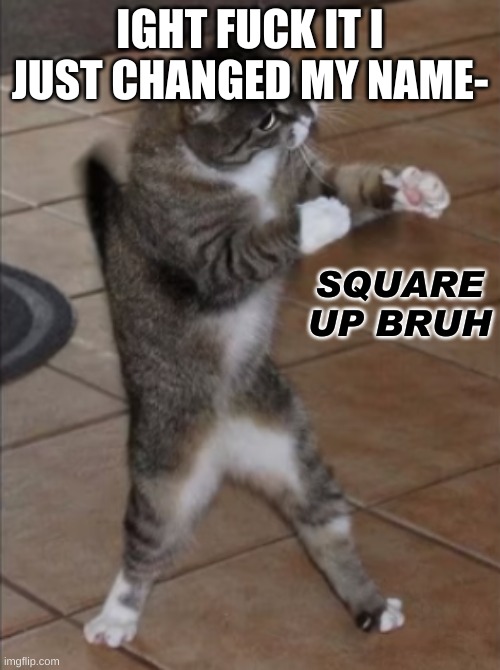 Square up cat | IGHT FUCK IT I JUST CHANGED MY NAME- | image tagged in square up cat | made w/ Imgflip meme maker