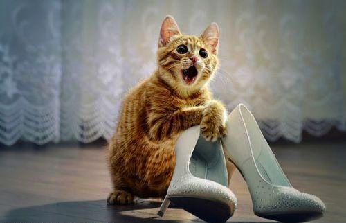 image tagged in animals,cats