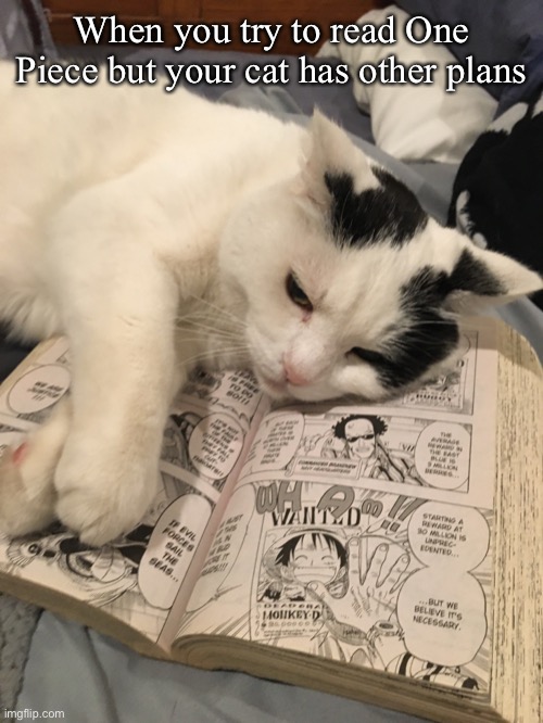 When you try to read One Piece but your cat has other plans | image tagged in oh come on,i was reading,cat | made w/ Imgflip meme maker