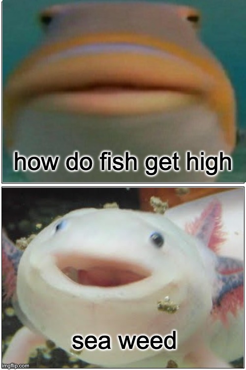 fishcalifa | how do fish get high; sea weed | image tagged in memes,blank comic panel 1x2 | made w/ Imgflip meme maker
