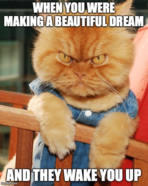 angry cat | WHEN YOU WERE MAKING A BEAUTIFUL DREAM; AND THEY WAKE YOU UP | image tagged in angry cat,dreams,stupid people,wake up | made w/ Imgflip meme maker