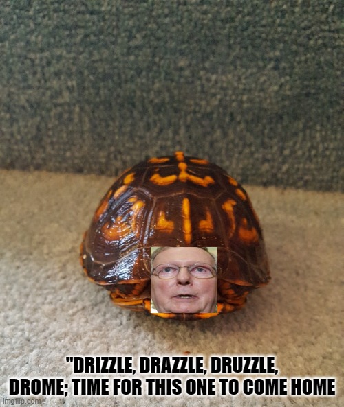Mitch "Tooter Turtle" Mcconnell | "DRIZZLE, DRAZZLE, DRUZZLE, DROME; TIME FOR THIS ONE TO COME HOME | image tagged in turtle,mitch mcconnell | made w/ Imgflip meme maker