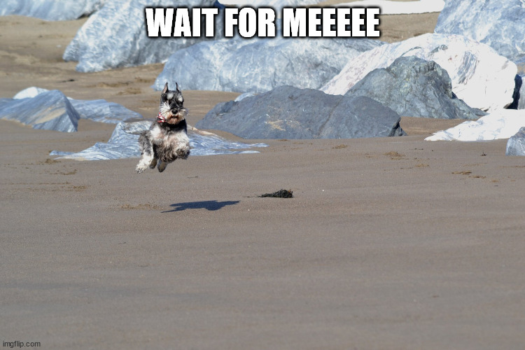 WAIT FOR MEEEEE | image tagged in funny dog memes | made w/ Imgflip meme maker