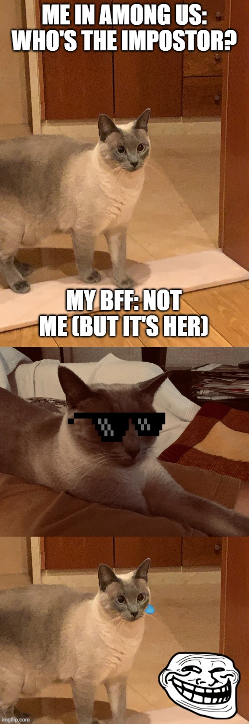 When you play among us and the impostor is your friend: | ME IN AMONG US: WHO'S THE IMPOSTOR? MY BFF: NOT ME (BUT IT'S HER) | image tagged in among us,cats,among us impostor | made w/ Imgflip meme maker