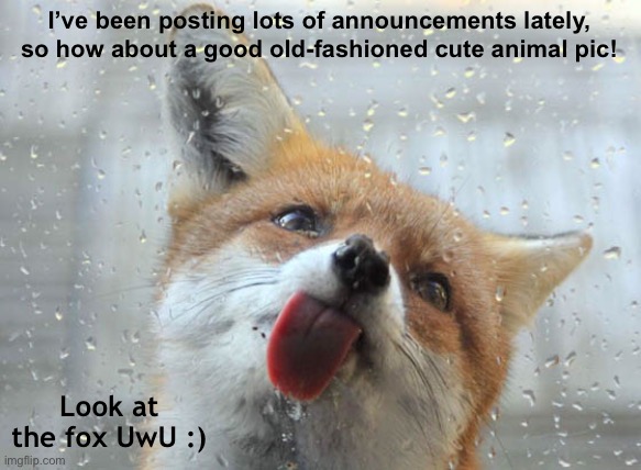 A red fox is my dream pet UwU | I’ve been posting lots of announcements lately, so how about a good old-fashioned cute animal pic! Look at the fox UwU :) | image tagged in fox,red fox,animals,memes,cute,cute animals | made w/ Imgflip meme maker