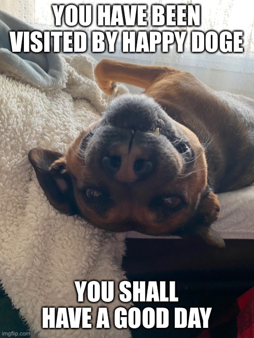 This is my happy doge :3 | YOU HAVE BEEN VISITED BY HAPPY DOGE; YOU SHALL HAVE A GOOD DAY | image tagged in happy doge | made w/ Imgflip meme maker