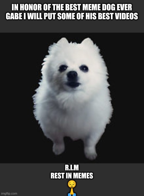 i know this is very late.....but yeh look in the comments | IN HONOR OF THE BEST MEME DOG EVER GABE I WILL PUT SOME OF HIS BEST VIDEOS; R.I.M
REST IN MEMES
😔
🙏 | image tagged in gabe the dog | made w/ Imgflip meme maker