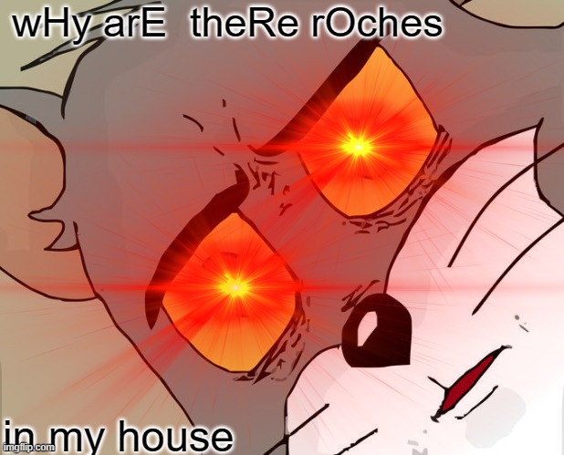 ROcheSS | wHy arE  theRe rOches; in my house | image tagged in funny | made w/ Imgflip meme maker