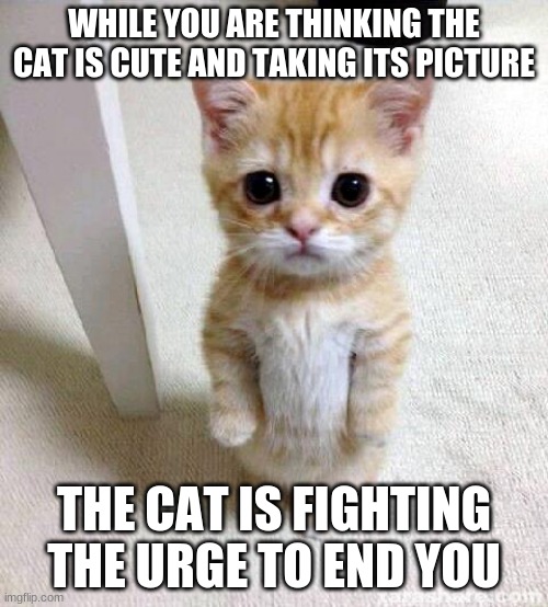 You can not own a cat | WHILE YOU ARE THINKING THE CAT IS CUTE AND TAKING ITS PICTURE; THE CAT IS FIGHTING THE URGE TO END YOU | image tagged in memes,cute cat,evil creatures,cats hate humans,get a dog,always fighting the urge to end you | made w/ Imgflip meme maker