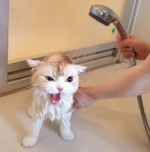 image tagged in cats,animals