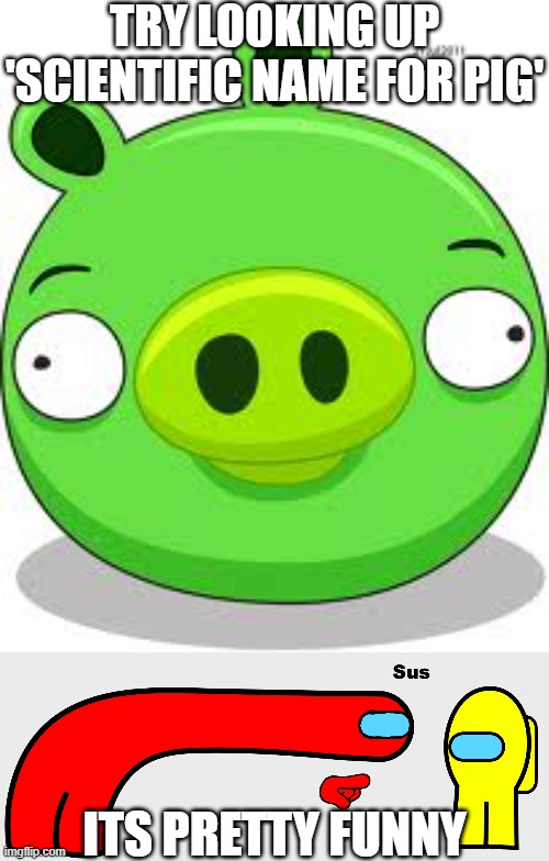 do it.... its kinda funny | TRY LOOKING UP 'SCIENTIFIC NAME FOR PIG'; ITS PRETTY FUNNY | image tagged in memes,angry birds pig,among us sus,pig,look it up,scientific name for pig | made w/ Imgflip meme maker