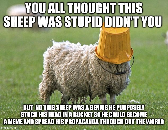 stupid sheep | YOU ALL THOUGHT THIS SHEEP WAS STUPID DIDN'T YOU; BUT  NO THIS SHEEP WAS A GENIUS HE PURPOSELY STUCK HIS HEAD IN A BUCKET SO HE COULD BECOME A MEME AND SPREAD HIS PROPAGANDA THROUGH OUT THE WORLD | image tagged in stupid sheep | made w/ Imgflip meme maker
