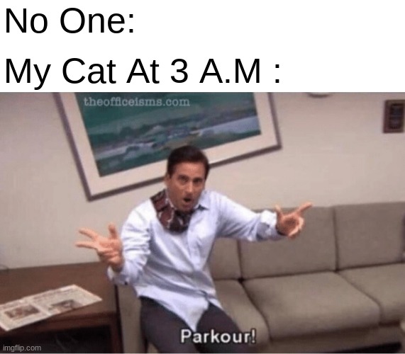 !ruokraP | No One:; My Cat At 3 A.M : | image tagged in parkour,funny,memes | made w/ Imgflip meme maker