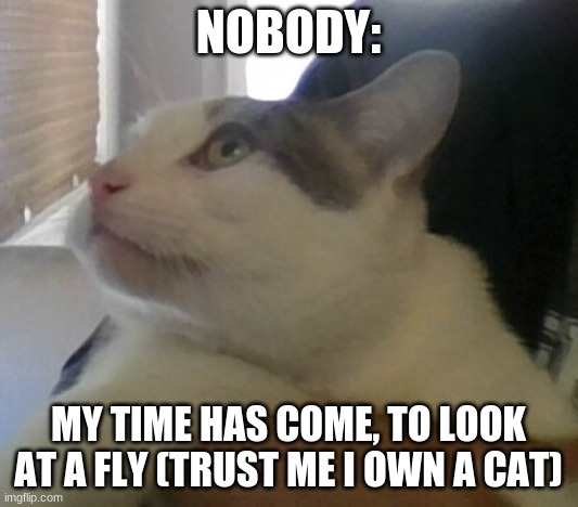 W-What is happening | NOBODY:; MY TIME HAS COME, TO LOOK AT A FLY (TRUST ME I OWN A CAT) | image tagged in cats,fly,bug | made w/ Imgflip meme maker