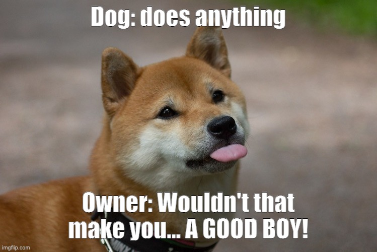 GOOD DOGGO! | Dog: does anything; Owner: Wouldn't that make you... A GOOD BOY! | image tagged in cute doggo | made w/ Imgflip meme maker