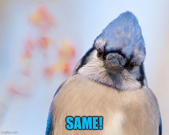Blue jay | SAME! | image tagged in blue jay | made w/ Imgflip meme maker