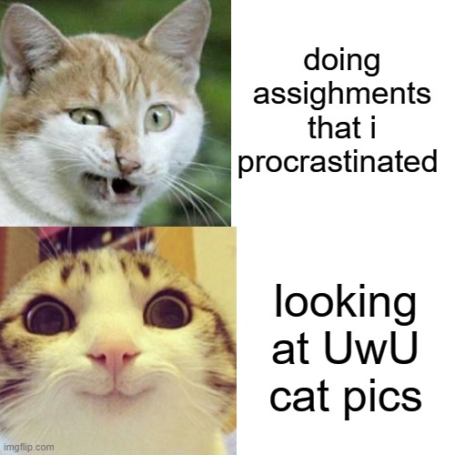 UwU | doing assighments that i procrastinated; looking at UwU cat pics | image tagged in memes,drake hotline bling,cat,uwu,cute cat,cute | made w/ Imgflip meme maker