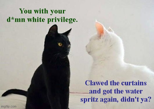 Systemic fur-ism | You with your d*mn white privilege. Clawed the curtains and got the water spritz again, didn't ya? | image tagged in two cats,playing the race card,cute cats,political humor | made w/ Imgflip meme maker