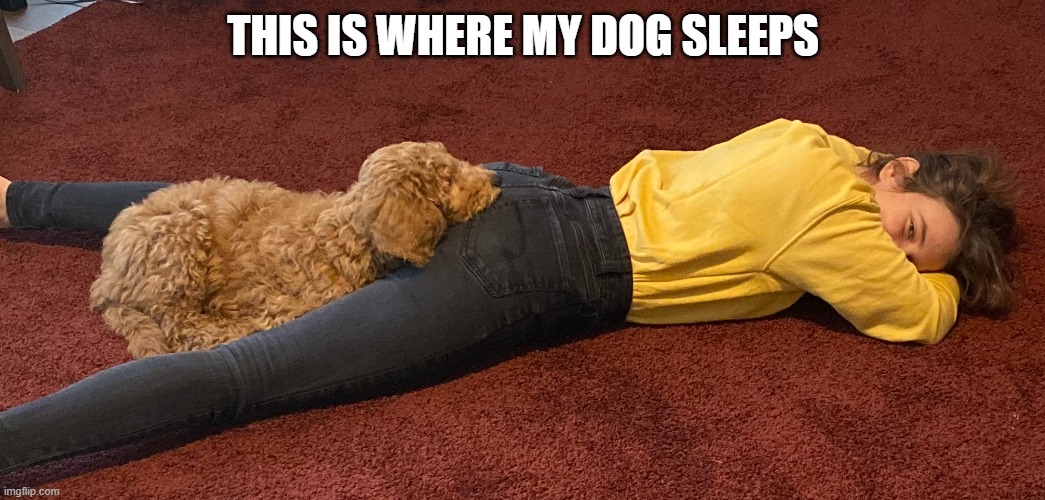 THIS IS WHERE MY DOG SLEEPS | made w/ Imgflip meme maker